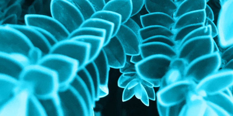 Close-up of a plant featuring vibrant blue leaves against a blurred background