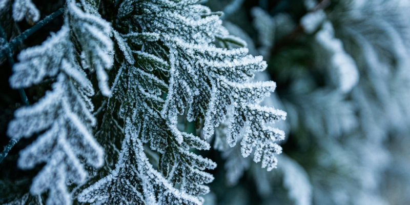 Close up of frost on leaves