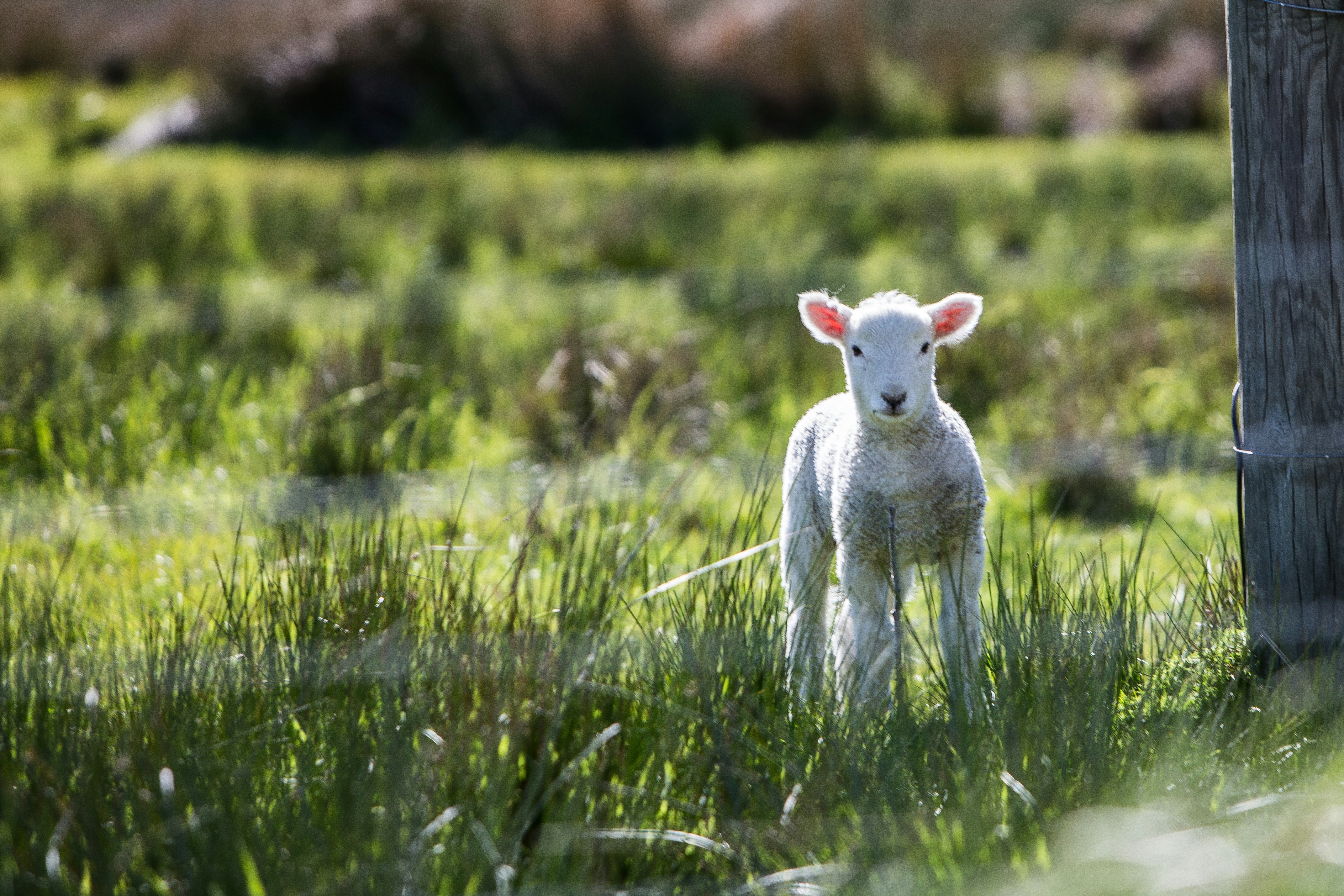 Lamb - rod-long - unsplash