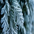 White Christmas at Gold Hill Baptist Church